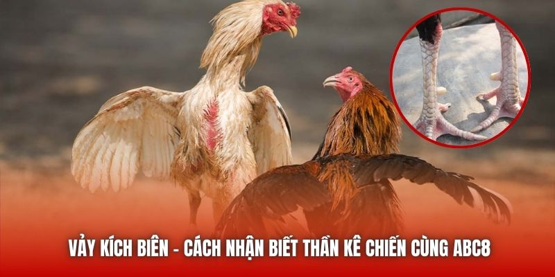 Vảy Kích Biên - Cách Nhận Biết Thần Kê Chiến Cùng ABC8