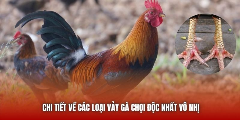 Chi tiết về các loại vảy gà chọi độc nhất vô nhị