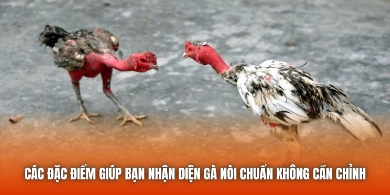 Các đặc điểm giúp bạn nhận diện gà nòi chuẩn không cần chỉnh